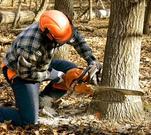 Tree Removal in Enning, SD